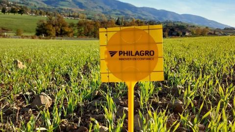 Les pièges sont constitués de deux plaques engluées permettant de détecter la présence de pucerons et de cicadelles dès la levée des céréales. © PHILAGRO